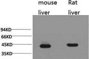 Western Blot analysis of 1) Mouse liver, 2) Rat liver with HAO1 Monoclonal Antibody. (HAO1 抗体)