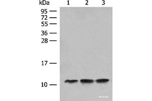 Western blot analysis of Human fetal liver tissue Hela cell HEPG2 cell lysates using ATP5L Polyclonal Antibody at dilution of 1:500 (ATP5L 抗体)
