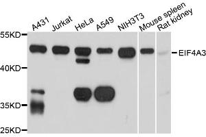 Western blot analysis of extracts of various cell lines, using EIF4A3 antibody. (EIF4A3 抗体)