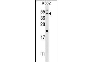 HAVCR1 Antibody (N-term) (ABIN657951 and ABIN2846896) western blot analysis in K562 cell line lysates (35 μg/lane). (HAVCR1 抗体  (N-Term))