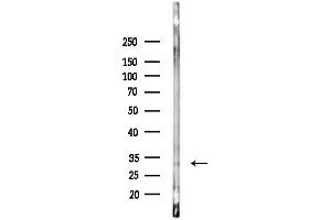 Western blot analysis of lysates from COLO205 cells(heat-shock,45 min treatment), using Phospho-DARPP32 (Thr34) Antibody at 1/1000 dilution.