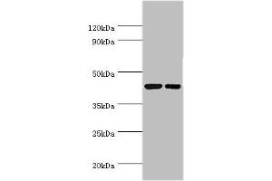 Western blot All lanes: Cyclic AMP-responsive element-binding protein 3 antibody at 6 μg/mL Lane 1: Jurkat whole cell lysate Lane 2: HepG2 whole cell lysate Secondary Goat polyclonal to rabbit IgG at 1/10000 dilution Predicted band size: 44, 42, 40 kDa Observed band size: 44 kDa (CREB3 抗体  (AA 1-230))