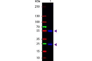 WBM - Mouse IgG (H&L) Antibody CY2 Conjugated Pre-Adsorbed Western Blot of Cy2 conjugated Goat anti-Mouse IgG Pre-adsorbed secondary antibody. (山羊 anti-小鼠 IgG Antibody (Cy2) - Preadsorbed)