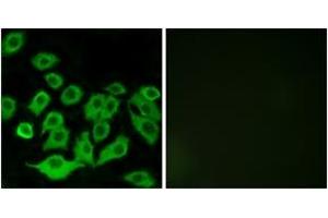 Immunofluorescence (IF) image for anti-Ribosomal Protein L36 (RPL36) (AA 51-100) antibody (ABIN2890077) (RPL36 抗体  (AA 51-100))