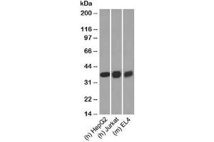 Testing of human/mouse samples with GAPDH antibody at 0. (GAPDH 抗体  (C-Term))