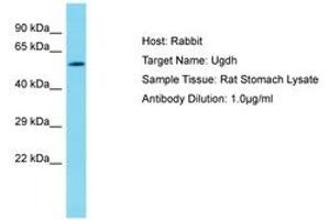 Image no. 1 for anti-UDP-Glucose 6-Dehydrogenase (UGDH) (AA 337-386) antibody (ABIN6750456) (UGDH 抗体  (AA 337-386))