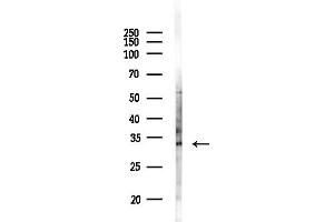 Western blot analysis of lysates from RAW264.