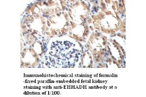 Image no. 1 for anti-Enoyl-CoA, Hydratase/3-Hydroxyacyl CoA Dehydrogenase (EHHADH) antibody (ABIN791209) (EHHADH 抗体)