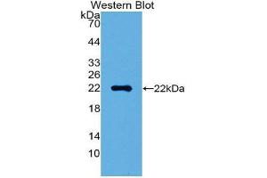 Western Blotting (WB) image for anti-High Mobility Group Box 1 (HMGB1) (AA 9-163) antibody (ABIN1859178) (HMGB1 抗体  (AA 9-163))