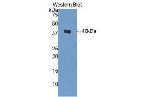 Western Blotting (WB) image for anti-DnaJ (Hsp40) Homolog, Subfamily B, Member 1 (DNAJB1) (AA 1-340) antibody (ABIN1078121)