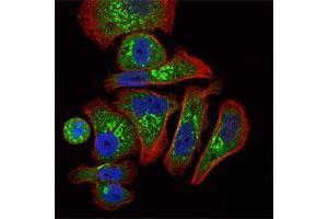 Immunofluorescence analysis of GC-7901 cells using EPO monoclonal antibody, clone 4F11  (green) .