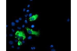 Immunofluorescence (IF) image for anti-Lectin, Galactoside-Binding, Soluble, 3 Binding Protein (LGALS3BP) (AA 19-300) antibody (ABIN1491078) (LGALS3BP 抗体  (AA 19-300))