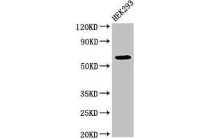 Western Blot Positive WB detected in: HEK293 whole cell lysate All lanes: DEPDC1B antibody at 4 μg/mL Secondary Goat polyclonal to rabbit IgG at 1/50000 dilution Predicted band size: 62, 55 kDa Observed band size: 62 kDa (DEPDC1B 抗体  (AA 343-529))