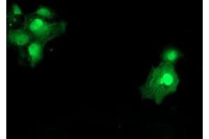 Anti-SAT2 mouse monoclonal antibody (ABIN2455750) immunofluorescent staining of COS7 cells transiently transfected by pCMV6-ENTRY SAT2 (RC204044). (SAT2 抗体)