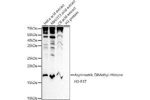 Western Blotting (WB) image for anti-Histone 3 (H3) (H3R17me) antibody (ABIN3023283)