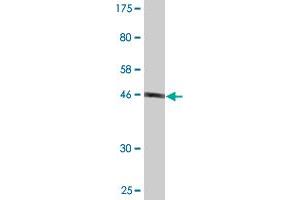 Western Blot detection against Immunogen (48. (FAM3C 抗体  (AA 25-227))