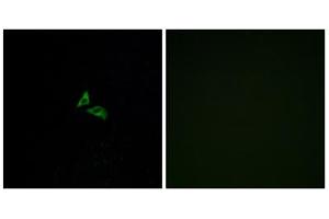 Immunofluorescence analysis of A549 cells, using EDG7 antibody. (LPAR3 抗体  (C-Term))