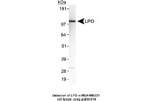 Image no. 1 for anti-Lactoperoxidase (LPO) (AA 300-400) antibody (ABIN363627) (LPO 抗体  (AA 300-400))