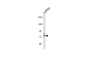 Anti-RN Antibody (C-term) at 1:2000 dilution + U-87MG whole cell lysate Lysates/proteins at 20 μg per lane. (RNF145 抗体  (AA 601-627))