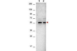 Western Blot of Mouse anti-AKT antibody. (AKT1 抗体  (C-Term))