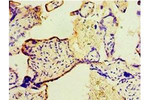 Immunohistochemistry of paraffin-embedded human placenta tissue using ABIN7166414 at dilution of 1:100 (Transglutaminase 2 抗体  (AA 438-687))