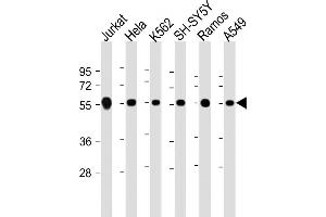 Western Blotting (WB) image for anti-Calreticulin (CALR) (AA 277-305) antibody (ABIN390885)