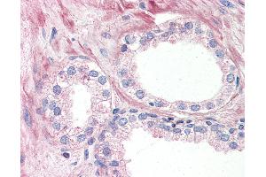 Anti-OR51E1 antibody IHC of human prostate. (OR51E1 抗体  (Internal Region))