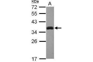 WB Image Sample (30 ug of whole cell lysate) A: HepG2 12% SDS PAGE antibody diluted at 1:1000 (SULT1A3 抗体  (Center))
