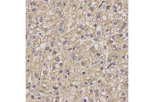 Immunohistochemistry (IHC) image for anti-Myelin Oligodendrocyte Glycoprotein (MOG) antibody (ABIN1876541) (MOG 抗体)