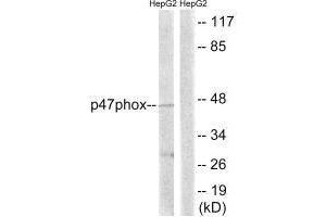 Western blot analysis of extracts from HepG2 cells, treated with TNF (20 ng/mL, 5 mins), using p47 phox (Ab-345) antibody. (NCF1 抗体  (Ser345))