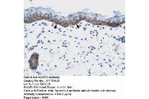 Immunohistochemistry (IHC) image for anti-Nudix (Nucleoside Diphosphate Linked Moiety X)-Type Motif 9 (NUDT9) (C-Term) antibody (ABIN2776344)