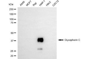 Western blotting analysis using glycophorin C antibody (ABIN7798782). (Recombinant CD236/GYPC 抗体)