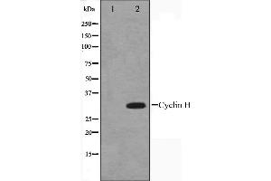 Western blot analysis on HeLa cell lysate using Cyclin H Antibody. (Cyclin H 抗体  (C-Term))