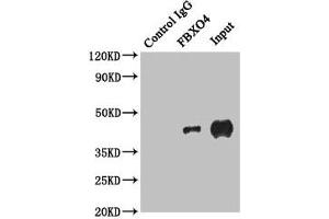 Western Blotting (WB) image for anti-F-Box Protein 4 (FBXO4) (AA 138-387) antibody (ABIN7152437)