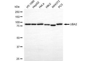 anti-SUMO1 Activating Enzyme Subunit 2 (UBA2) antibody
