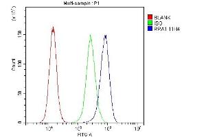 anti-Replication Protein A1, 70kDa (RPA1) (AA 533-568), (C-Term) antibody