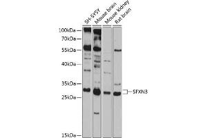 Western blot analysis of extracts of various cell lines, using SFXN3 antibody  at 1:1000 dilution. (SFXN3 抗体  (AA 1-80))