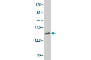 Western Blot detection against Immunogen (36.