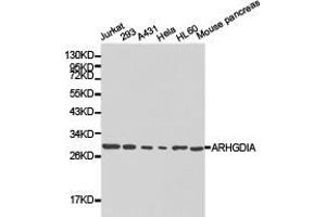 Western Blotting (WB) image for anti-rho GDP Dissociation Inhibitor (GDI) alpha (ARHGDIA) antibody (ABIN1871082) (ARHGDIA 抗体)