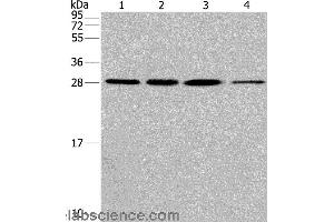 Western blot analysis of Hela cell and human fetal liver tissue, A549 and 293T cell, using ERP29 Polyclonal Antibody at dilution of 1:200 (ERP29 抗体)