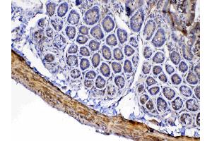 IHC analysis of Factor D using anti-Factor D antibody . (Adipsin 抗体  (AA 26-253))