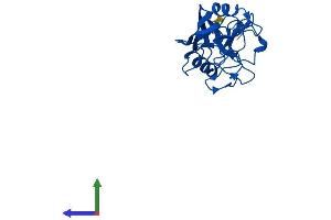 Protein Structure (PS) image for Peptidylprolyl Isomerase C (Cyclophilin C) (PPIC) (AA 1-212) protein (His tag) (ABIN7550884)