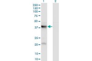 Western Blot analysis of PANK3 expression in transfected 293T cell line by PANK3 monoclonal antibody (M01), clone 3D7.