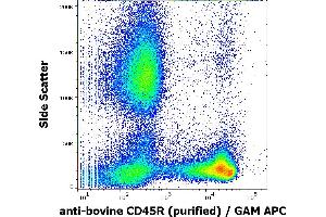 Flow cytometry surface staining pattern of bovine peripheral whole blood stained using anti-bovine CD45R (IVA103) purified antibody (concentration in sample 0,1 μg/mL) GAM APC. (CD45 抗体)
