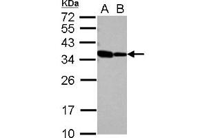 Western Blotting (WB) image for anti-RNA Binding Motif Protein 11 (RBM11) (AA 69-281) antibody (ABIN1500634) (RBM11 抗体  (AA 69-281))