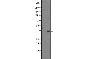 Western Blotting (WB) image for anti-Olfactory Receptor, Family 2, Subfamily S, Member 2 (OR2S2) (C-Term) antibody (ABIN6259528)
