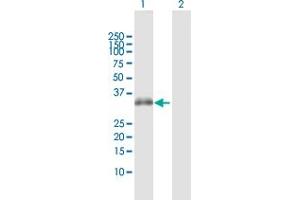 Western Blot analysis of STX7 expression in transfected 293T cell line by STX7 MaxPab polyclonal antibody.