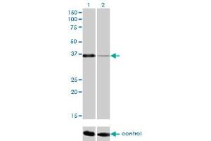 Western blot analysis of PITX1 over-expressed 293 cell line, cotransfected with PITX1 Validated Chimera RNAi (Lane 2) or non-transfected control (Lane 1). (PITX1 抗体  (AA 225-313))