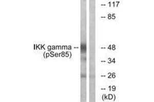 Western blot analysis of extracts from HepG2 cells treated with Anisomycin 0. (IKBKG 抗体  (pSer85))