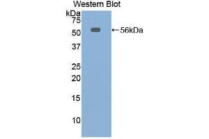 Western Blotting (WB) image for anti-Elastase, Neutrophil Expressed (ELANE) (AA 30-247) antibody (ABIN1858706) (ELANE 抗体  (AA 30-247))